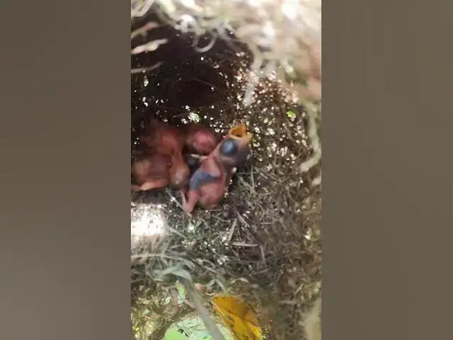 Video thumbnail for #birdwatch #wildlife #birdwatching #nature #birdfeeding #birdsound #birds #cuteanimals