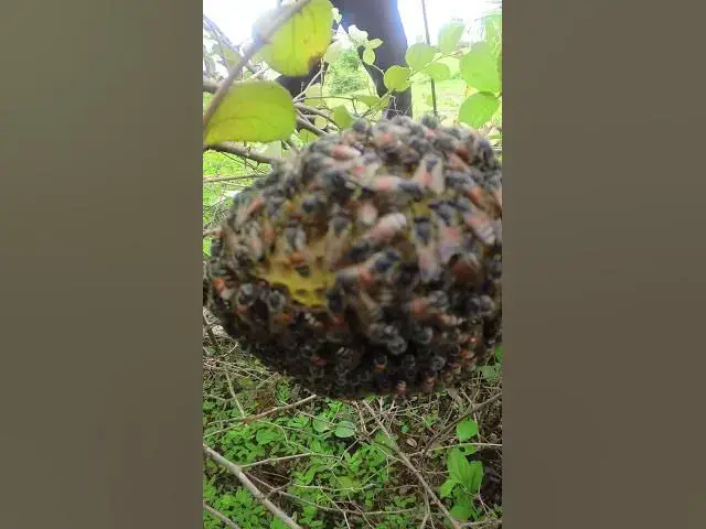 Video thumbnail for Nest of Snail Bee #Female #Golden #Feed #Baby #Nest #Start #Results