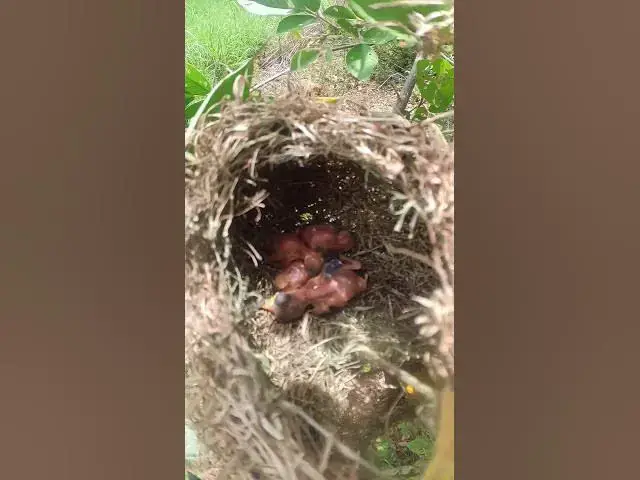 Video thumbnail for mother takes care of babies  #babyanimal #finchbaby #finchbird #babybird #birdslover #nature #birds