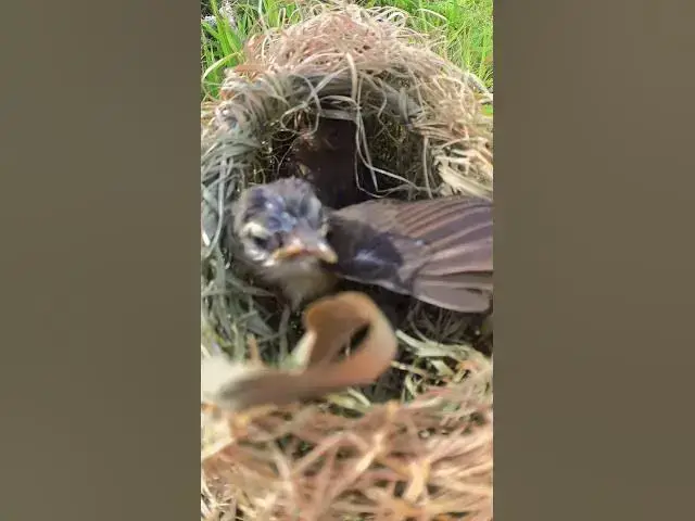 Video thumbnail for Baby Sparrow Grown Try Fly From Nest #Female #Golden #Feed #Baby #Nest #Start #Results  #birdhome #n