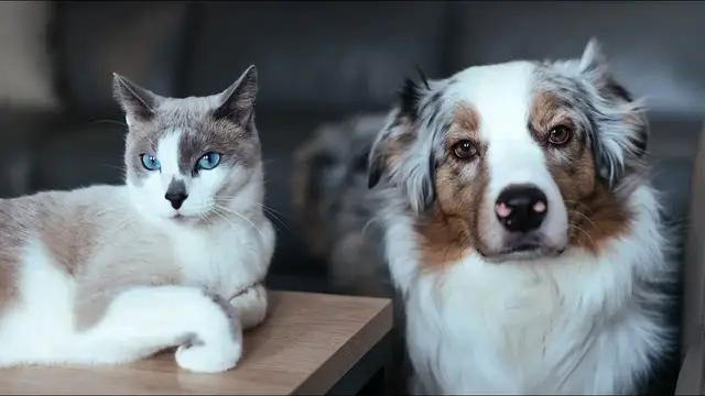 Video thumbnail for Animal Fostering: Pros and Cons