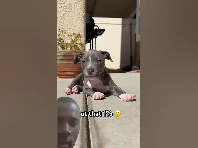 Video thumbnail for Cute angem #puppy #samoyedpuppy #cutedog #samoyeddogbreed #americanbully #samoyedclub #staffy