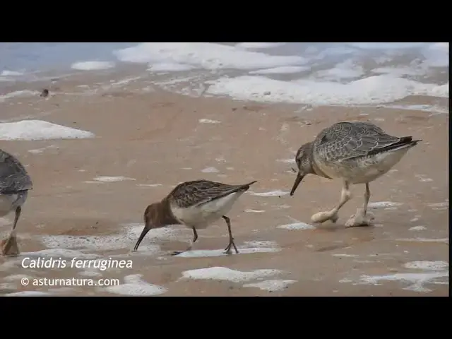 Video thumbnail for Calidris ferruginea (Correlimos zarapitín)