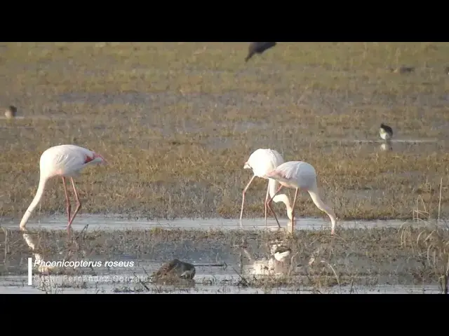 Video thumbnail for Flamenco común