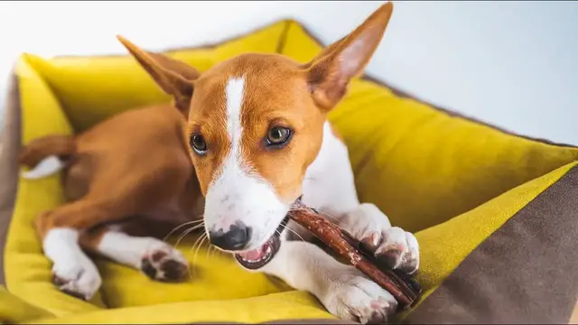 Video thumbnail for Basenji Dog Breed: Pros and Cons