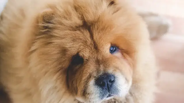 Video thumbnail for Chow Chow: Pros and Cons