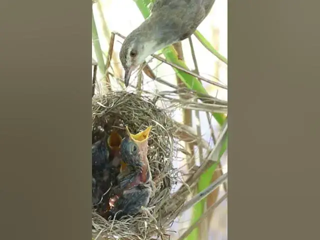 Video thumbnail for Grown Bird Eating Food