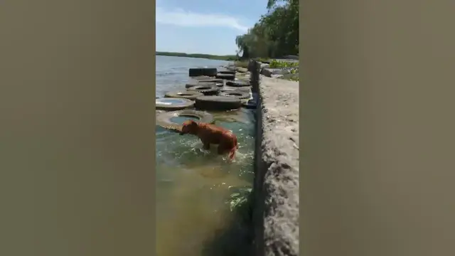Video thumbnail for How To Keep Dogs Cool In Summer