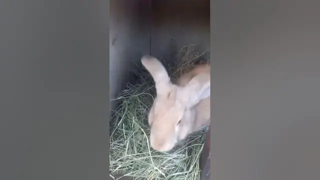 Video thumbnail for What Does a Rabbit Like to Eat?