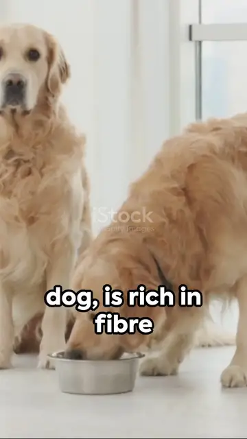 Video thumbnail for  Advance Joint Snack Stick The Perfect