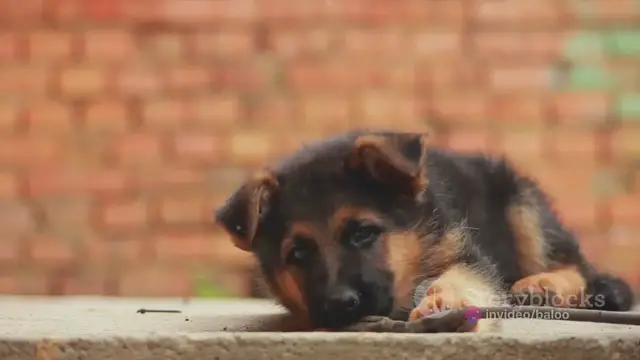 'Video thumbnail for The Ultimate German Shepherd Puppy Guide'