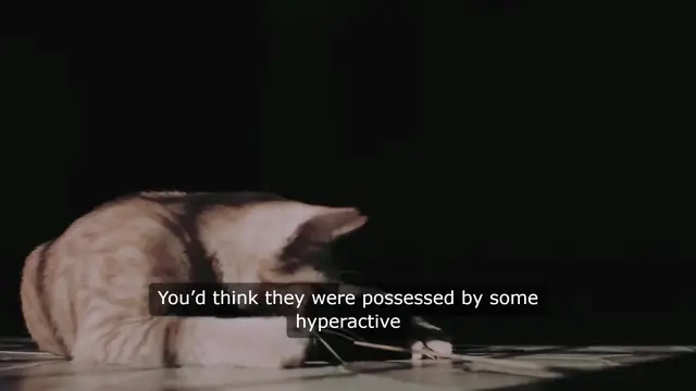 Video thumbnail for Feline Frenzy