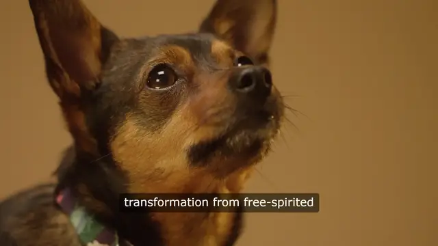 Video thumbnail for When Magic Fails: A Tale of Collar Chasing and Leash Dependence