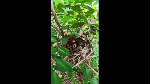 Video thumbnail for The nest and Eggbird  #babybird #dove #dovebird #nestbird #shortbird #nestdove #birdeat #birdfeed