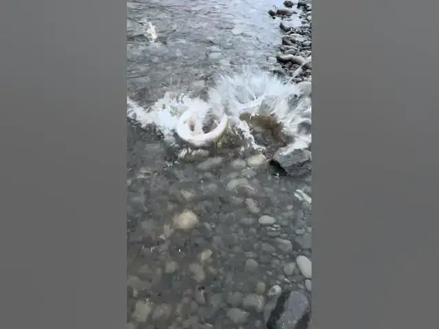 'Video thumbnail for Bright summer run steelhead! Wow! 😮 what a wet soggy river this morning.'