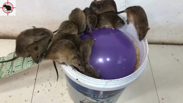 Video thumbnail for Comment fabriquer un piège à rat avec un ballon