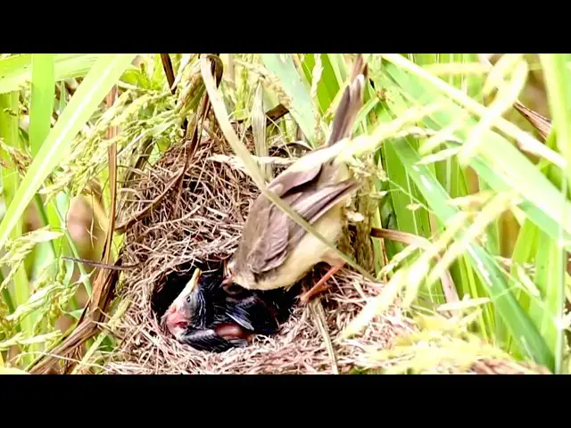 Video thumbnail for Nurturing Mother Bird Feeds Nestlings