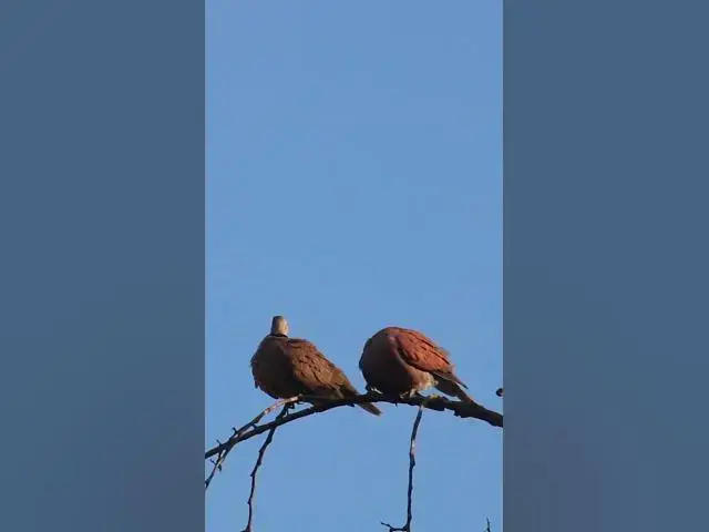 Video thumbnail for Male & Female Dove on nest Bird EP.028 #babyanimal #nature #avian #babybird #rainsounds #avianlife