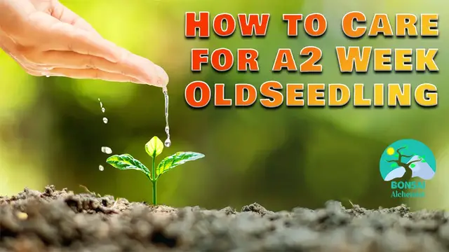 Video thumbnail for How to Care for a 2 Week Old Seedling