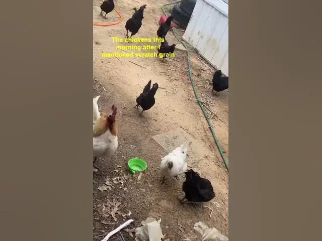 Video thumbnail for They know what’s good 😂 #Chickens #ScratchGrain #FreeRange #FreeRangeChickens #Group7