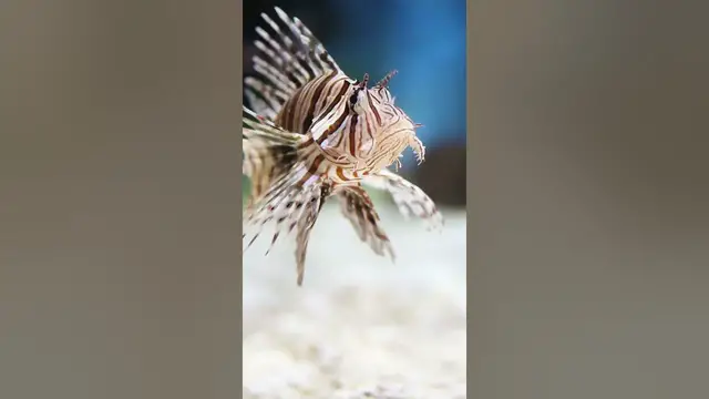 Video thumbnail for Symptoms following lionfish stings #shorts