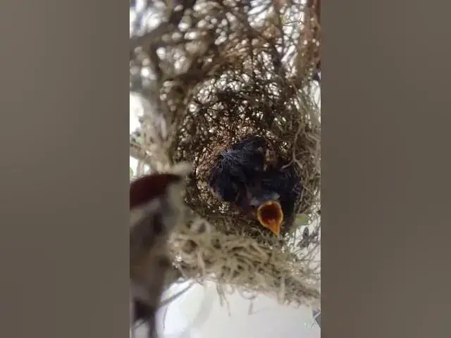 Video thumbnail for Wild baby Golden Bird #Baby #Wild #Birds #Nest #Nature #Newborn #Feathered #Hatching