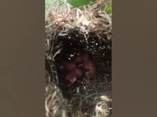 Video thumbnail for Baby Cries in Nest of yellow bird  #Baby #Wild #Birds #Nest #Nature #Newborn #Feathered #Hatching #b