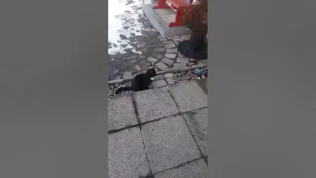 Video thumbnail for A curious kitten walks in the street.#shorts