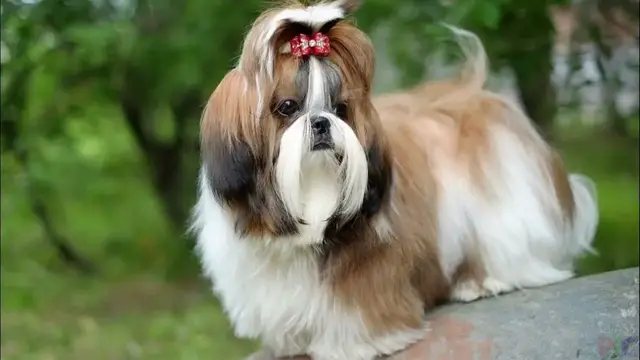 Video thumbnail for 26 Pros and Cons of Owning a Shih Tzu