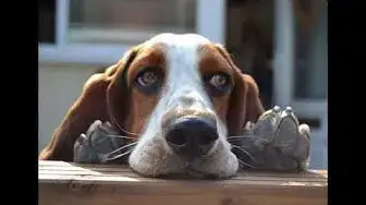 Video thumbnail for Basset Hound: Male and Female Dog Names