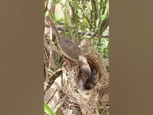 Video thumbnail for Babies Bird viral Bird Birdviral#028 #newbornkids  #viral #trending #shorts #short  #birdwatching #