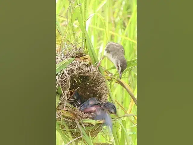 Video thumbnail for Baby Birds Hunt for Grasshoppers Eat EP#276 #birds #birdslover #finch #finchfinch #petbird #nature