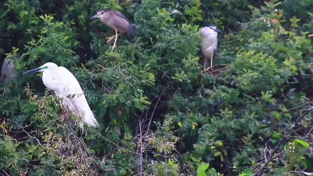 Video thumbnail for Everning bird come back to sleep