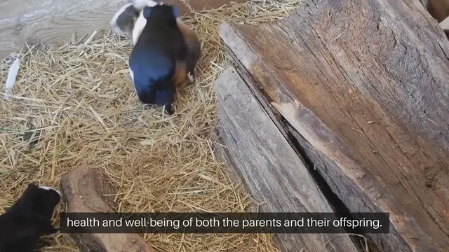 Video thumbnail for Gerbil Breeding Guidelines