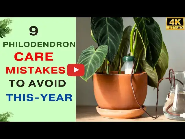 'Video thumbnail for 9 Philodendron Care Mistakes to Avoid This Year'