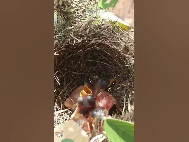Video thumbnail for Small babies Waiting feed in Nesr AP#021 #Feedigbirds #nature #shortvideo #viralvideo #birds #farmin