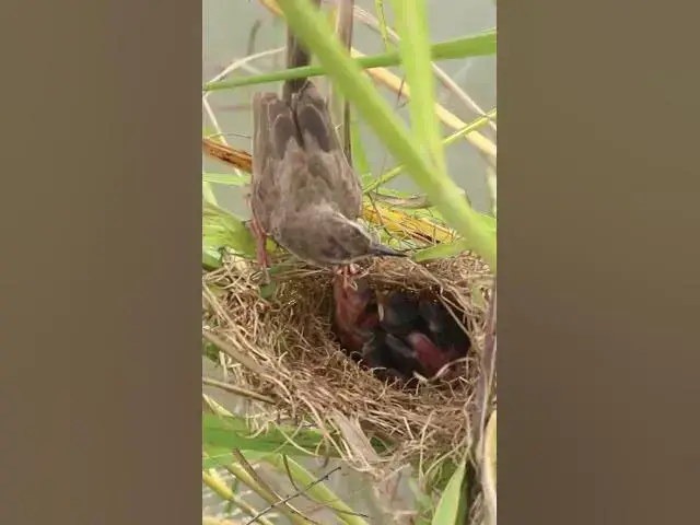 Video thumbnail for Amazing Mother Sparrow Feed baby  #birdslover #birdwatch #wildlife #birdwatching #nature