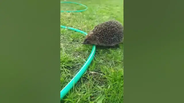 Video thumbnail for Beautiful hedgehog😍😘🥰#shorts
