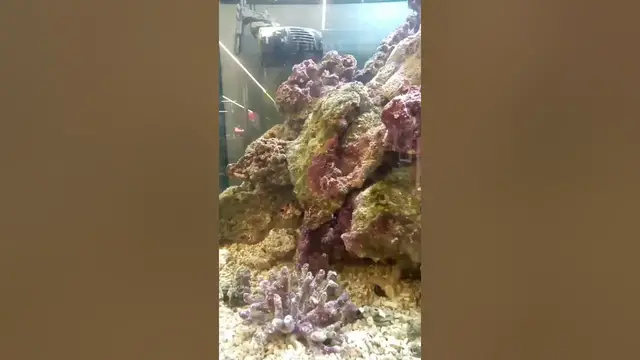 Video thumbnail for Is there an app to identify a fish? #shorts