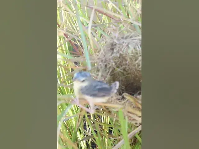 Video thumbnail for #babycryfeed #amazingbird #Stripethroated #Bulbul #Feeding #BabyBirds #inNest #Heartwarming #Wildlif
