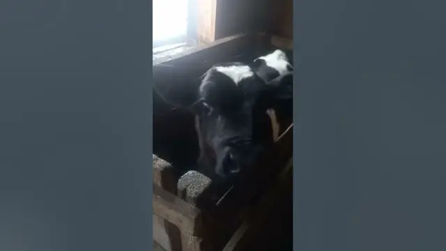 Video thumbnail for Cute little calf.#shorts