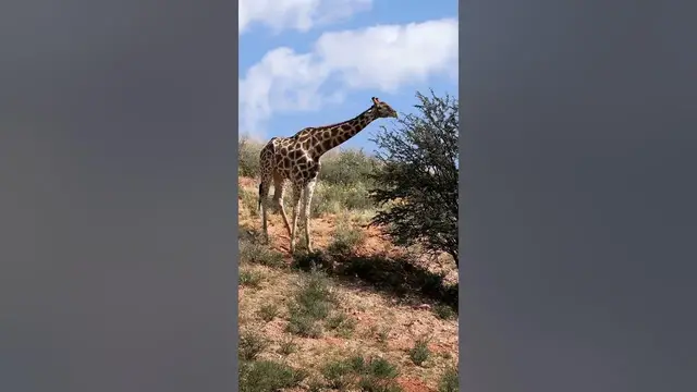 Video thumbnail for Giraffes are friendly animals by nature. #shorts