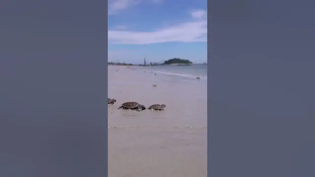 Video thumbnail for Do tortoises like the beach? #shorts