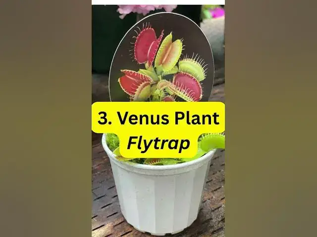 'Video thumbnail for 5 Plants That Make You Money #plants #indoorplants #indoorgardening'