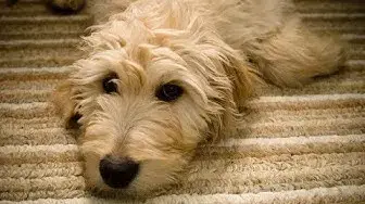 Video thumbnail for 30 Pros and Cons of Owning a Goldendoodle