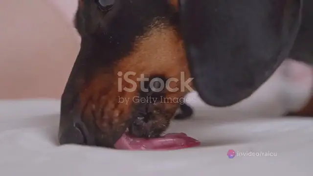 Video thumbnail for Paw-fect Care Understanding Your Dog's