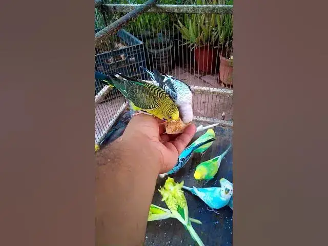 'Video thumbnail for 💚 Magia do Periquito Australiano – Sons Suaves para a Alma🐤 Beleza do Periquito Australiano – 🐤🌿'