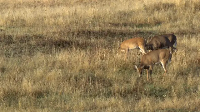 'Video thumbnail for United_States_Fish_And_Wildlife_Service'
