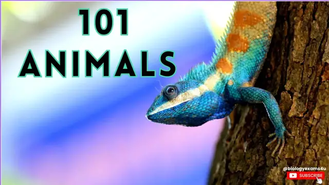 Video thumbnail for 101 Animals - How many do you Know ? | Amazing Animal Kingdom