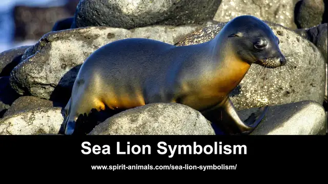 Video thumbnail for Sea Lion Symbolism